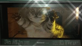 ЧТО БУДЕТ, ЕСЛИ ЗАСУНУТЬ КОШКУ В МИКРОВОЛНОВКУ