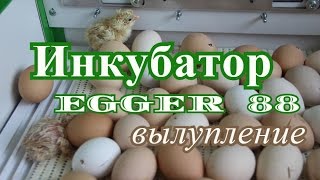 Инкубатор EGGER (ЕГГЕР) 88. Процесс вылупления.