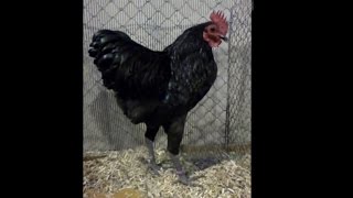 Langshan Bantam, Deutsches Zwerg-Langschan, Landesgeflügelschau Ulm 2013