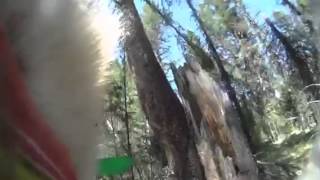Laika hunting bear