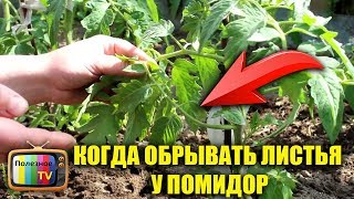 КОГДА ОБРЫВАТЬ ЛИСТЬЯ У ПОМИДОР И НУЖНО ЛИ?