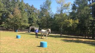 Nancy DeSisto & Tango Parelli Level 4 Liberty Audition - PASSED 4+
