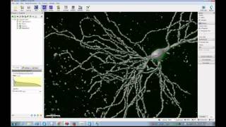 Introduction to Image Analysis using Imaris
