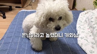 못생겼다고 놀려서 빡친 강아지 (+ 팩트 )