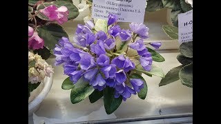 Дом фиалки. Выставка май 2019. Обзор мини. Запись прямого эфира из инста от 24.05.19