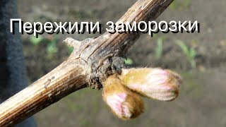 Когда открывать виноград весной 2019.