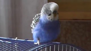 Говорящий попугай Кеша (2) Диалог попугая и человека:)