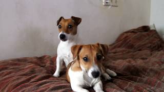 КАК ВЕДУТ  СЕБЯ ДЖЕК РАССЕЛ ТЕРЬЕР КОГДА ТЫ ИХ "ТИПА НЕ ВИДИШЬ"))    Jack Russell Terrier