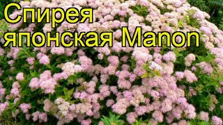 Спирея японская Манон. Краткий обзор, описание характеристик spiraea japonica Manon