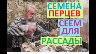 Высеваем семена сладкого перца для рассады
