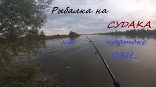 Рыбалка на судака на протоке Оби Луговая. День и ночь. июль 2015.