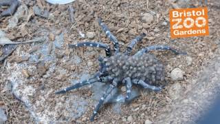 Bristol Zoo has successfully bred endangered Wolf Spiders