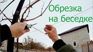Обрезка винограда на беседке