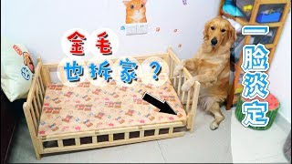 【国庆出去浪】刚买的狗床两天就报废了，主人哭了！金毛却一脸淡定！
