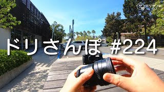 明日から出張でまたしばらく #ドリ散歩 お休みします！ #224 [4K]