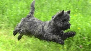 Керн терьер на прогулке. Cairn Terrier on a walk.