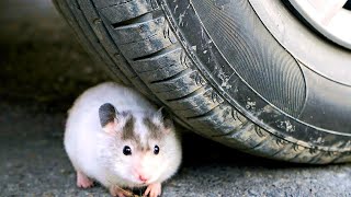 Crushing Crunchy & Soft Things by Car! - Experiment Car vs Funny Hamster