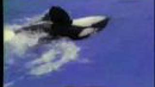 Shamu the Orka Whale at Sea World San Diego 1984