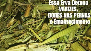 ?ELA AGE Nas VARIZES 
e EMAGRECIMENTO Entre Outros BENEFICIOS #ElisangelaEvaristo