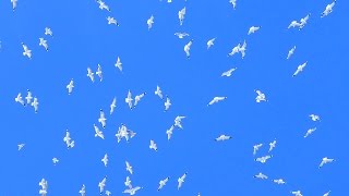 Птицы в Небе. Белые Птицы в Синем Небе. Стая Птиц. Летающие Птицы в Небе. Футажи для видеомонтажа
