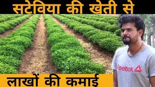 Stevia ki kheti kaise kare | stevia farming | होगी 8 से 10 लाख रूपए तक कमाई