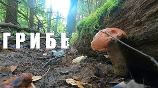 ПОЛНЫЙ ПАКЕТ ГРИБОВ!ЕЛИ ДОТАЩИЛ!Поход за грибами,осень 2019.