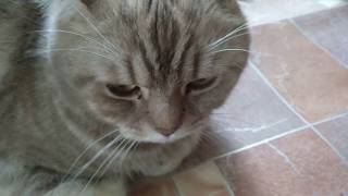 Взорвал интернет! Кот разговаривает, говорит пошёл на мама МАаа МАааа :(( Вы помните это?