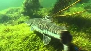 O Canto das Sereias - Marcus Viana