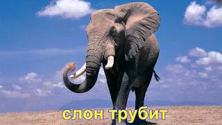 Развитие речи дошкольников. "Как разговаривают животные"