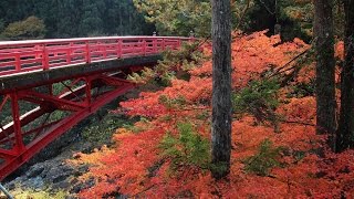 紅葉の秩父と飯能 鳥居観音～月の石もみじ公園～四萬部寺～金昌寺～大滝～東郷公園