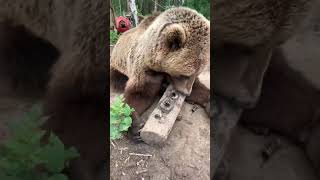 Главный обожатель мёда ?Прямая трансляция инстаграм @mansurbear 30.06.19