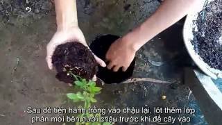 Kỹ thuật chăm sóc khi cây hoa hồng bị chết khô nhánh