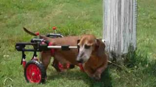 Dachshund "Fitz" in a K-9Cart.com Dog Wheelchair