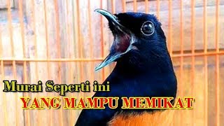 Murai seperti inilah YANG MAMPU MEMIKAT murai anda Agar IKUT NGEPLONG dan EMOSI