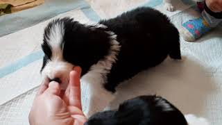Щенки бордер  колли Чойс и Джея 3 недели. Kisses of Angel border 3 weeks