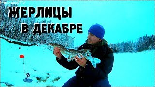 Жерлицы в декабре на таежной реке / КЛЮЕТ!