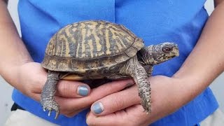 Pregnant Zookeeper Keeps Track Of Baby's Size Using Odd, But Cute Animals