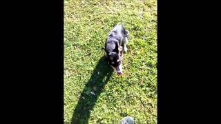 Mit dem Hund ohne Leine gehen