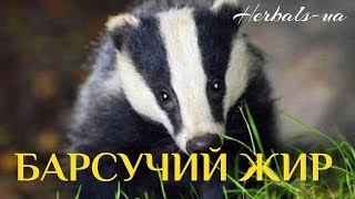 Барсучий жир. Применение и уникальные свойства