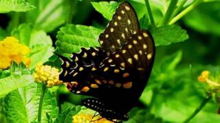 大合唱《梁山伯与祝英台》The Butterfly Lovers Chorus 周建霞等领唱·完整版