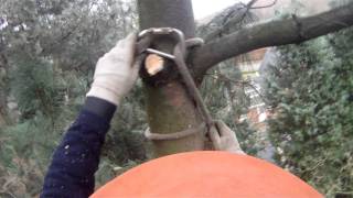 bomen COLSON: top uit een den zagen