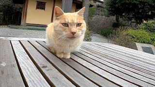庭園で誰か座るのを待っているかの様な野良猫