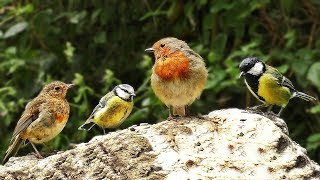 Video for Cats - Birds at White Rock
