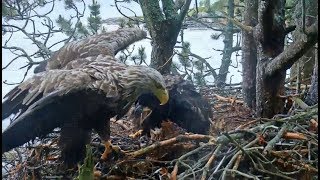 Smola Norway Eagle Cam ~ Baroness Arrives Without Food; Elida Bites Her Toes W/ SLO MO  6.24.18