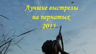 Самые лучшие выстрелы сезона охоты на пернатых (2015 г.)