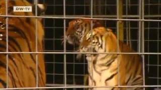 Deutsch lernen mit Videos: Wilde Tiere im Zirkus