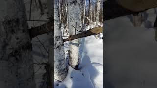 Охота на соболя, сезон закрыт.