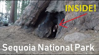 Sequoia National Park - I got INSIDE a Sequoia Tree! | Moro Rock trail