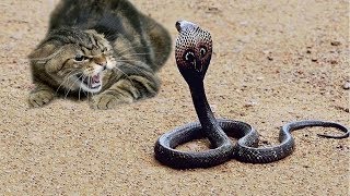 КОШКА ПРОТИВ КОБРЫ! САМЫЕ НЕВЕРОЯТНЫЕ БИТВЫ КОШЕК