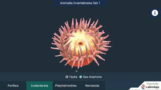 Diversity In Living Organisms: Coelenterata